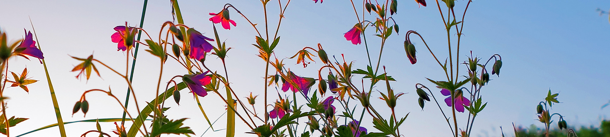 Naturbild på blommor